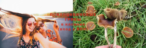 прущие грибы Заволжье